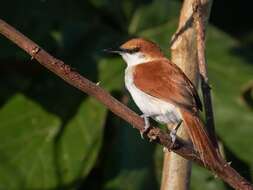 Image of Red-and-white Spinetail