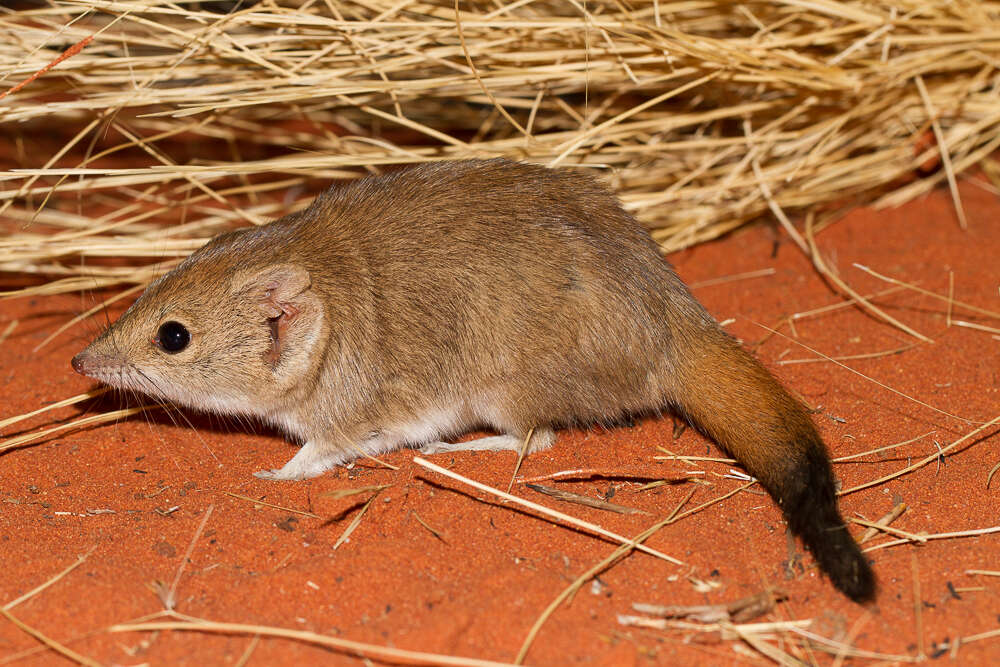 Image de Rat marsupial à queue crêtée