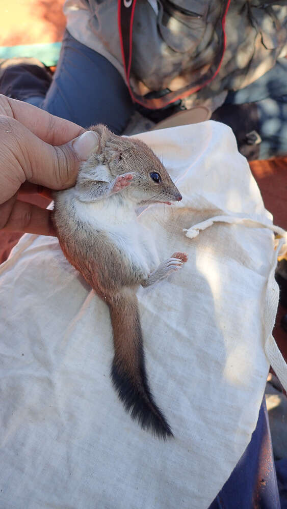 Image de Rat marsupial à queue crêtée