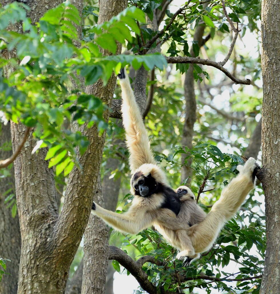 Image of Capped Gibbon