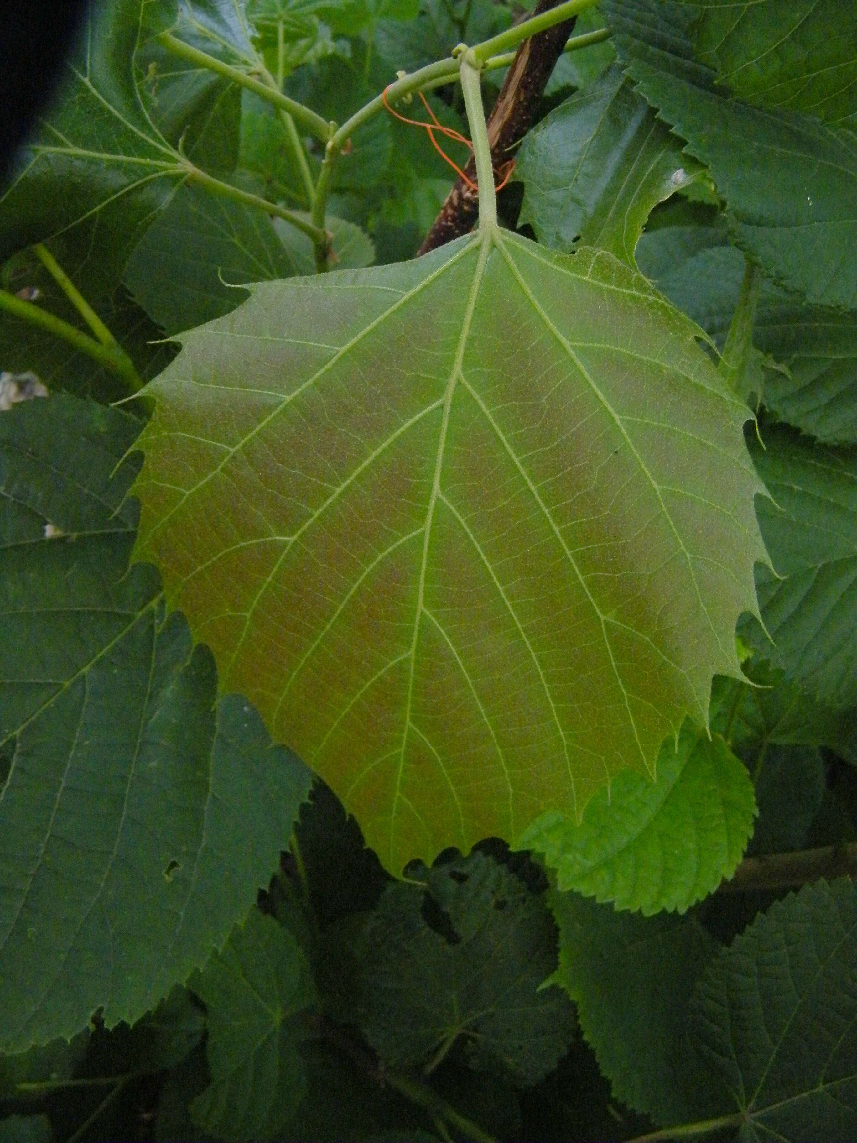 Image of Henry's Lime