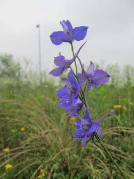 Image of doubtful knight's-spur