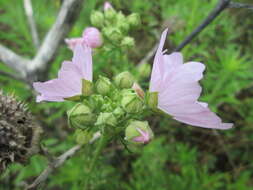 Image of european mallow