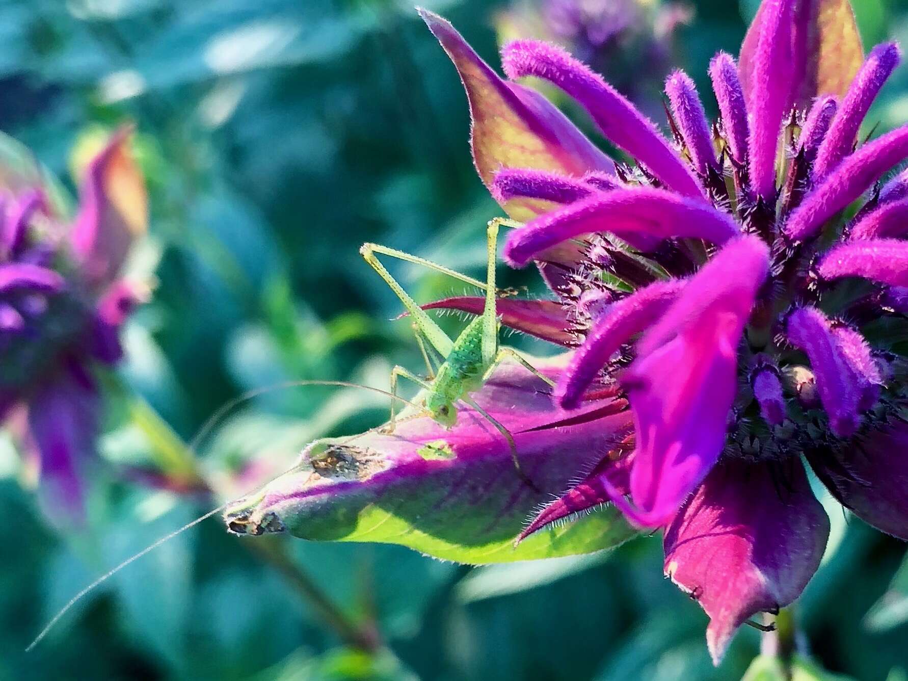 Image of speckled bush-cricket