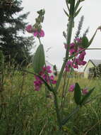 Lathyrus latifolius L. resmi