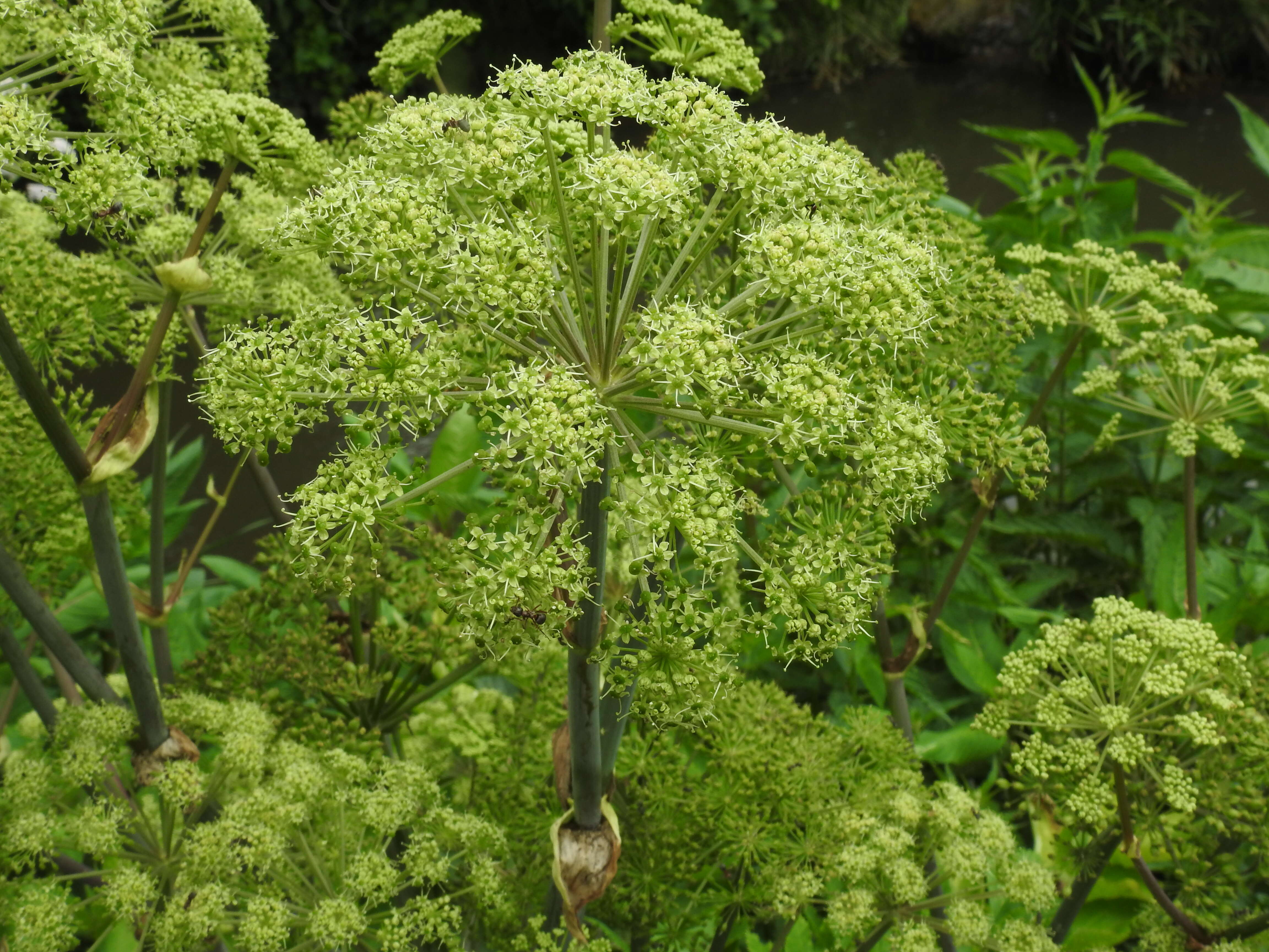 Image of Norwegian angelica