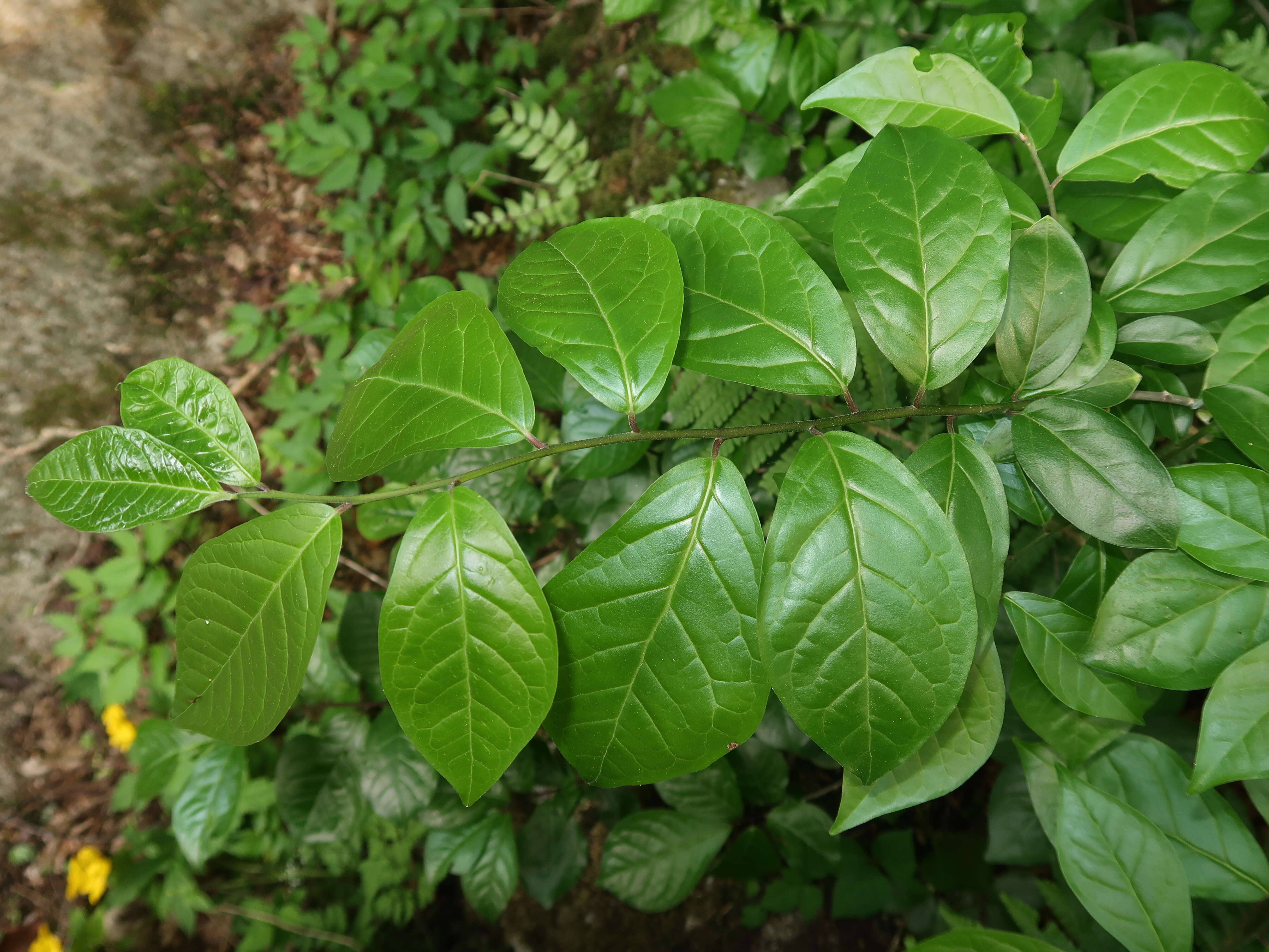 Image of Orixa japonica Thunb.