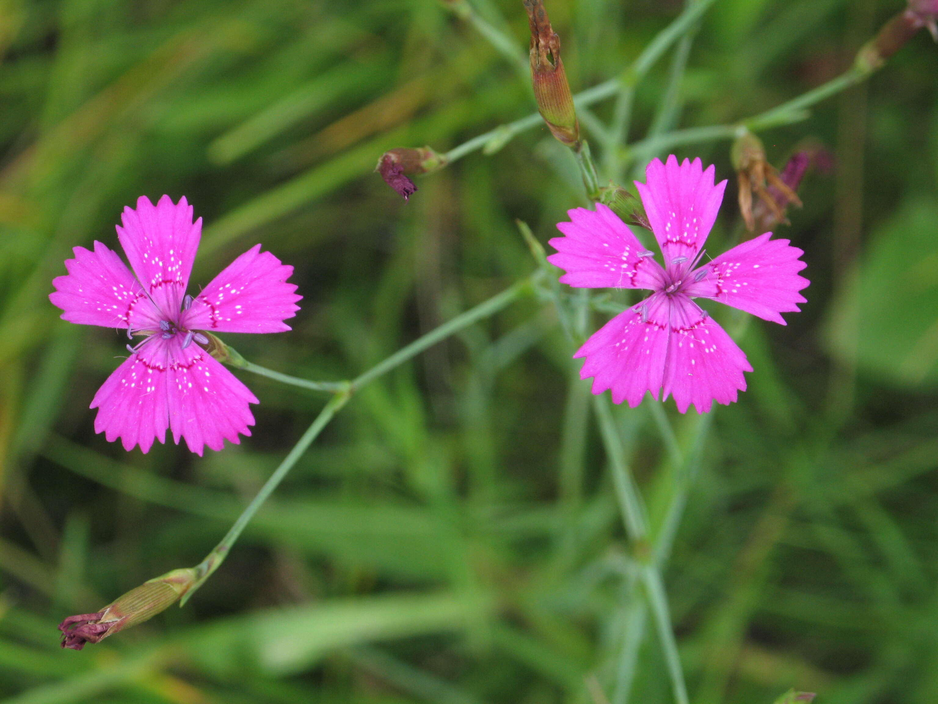 Image of maiden pink