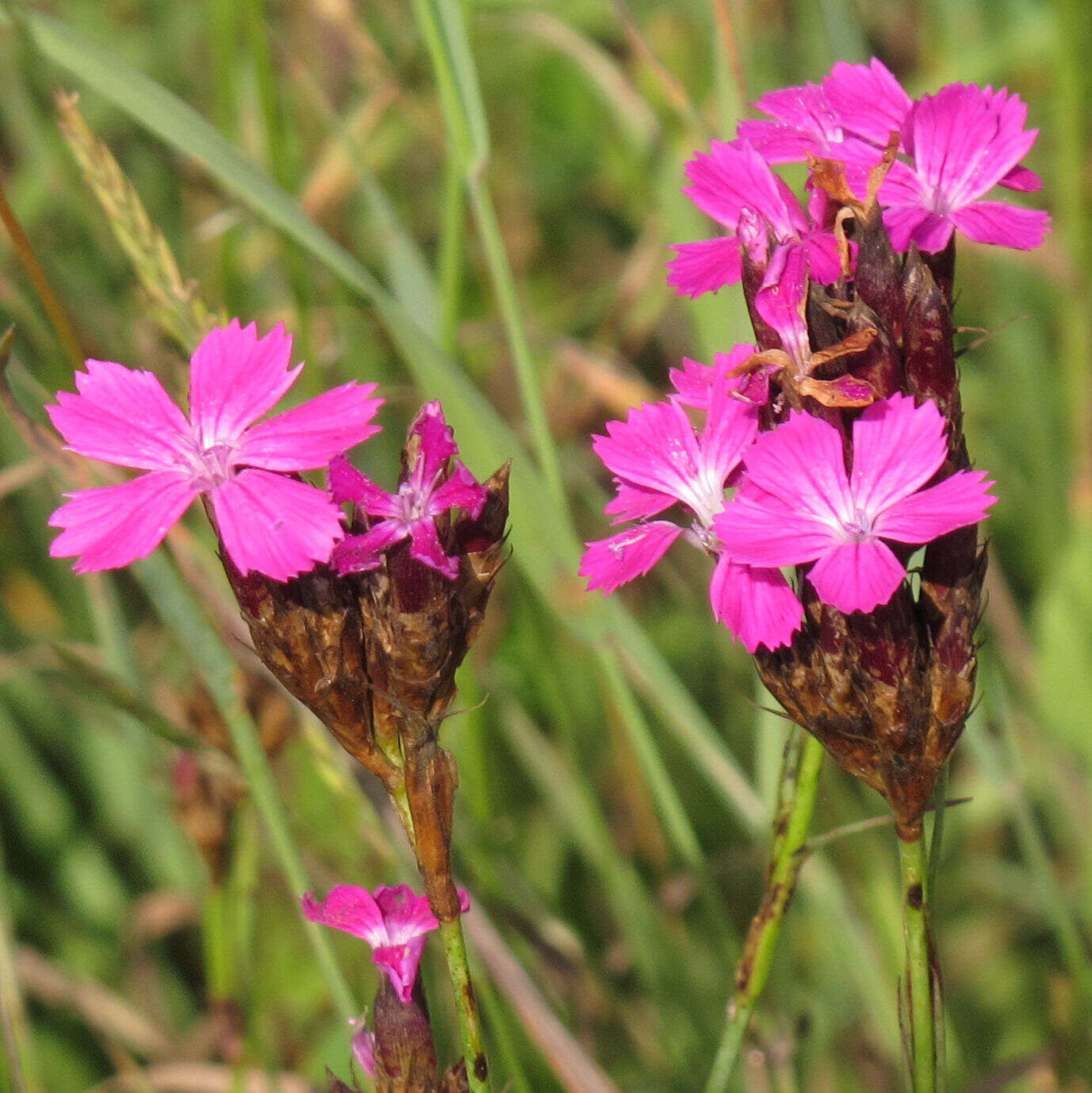 Image of carthusian pink