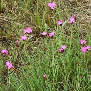 Image of carthusian pink