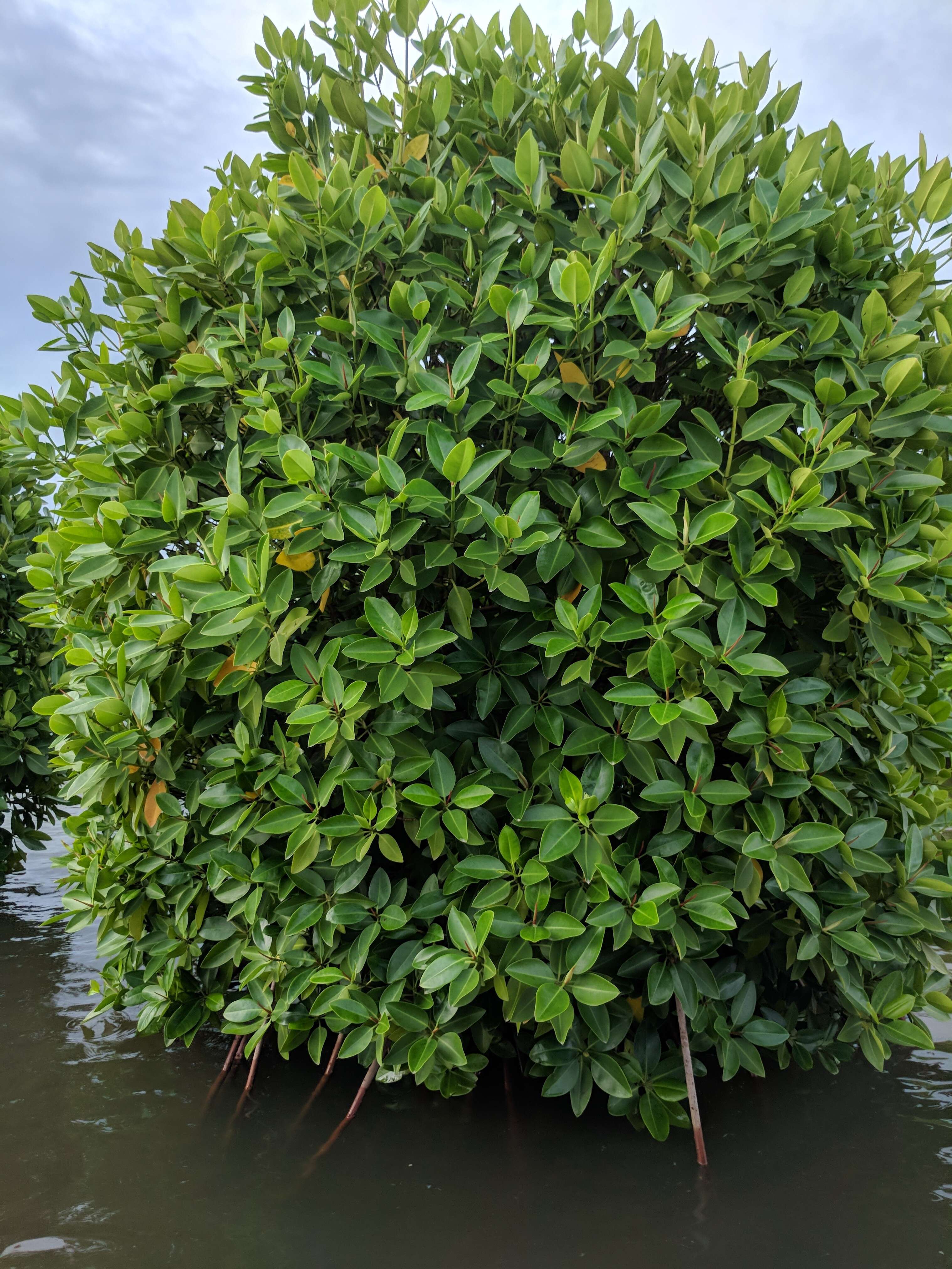 Image of Mangrove