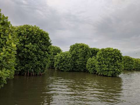 Image of Mangrove