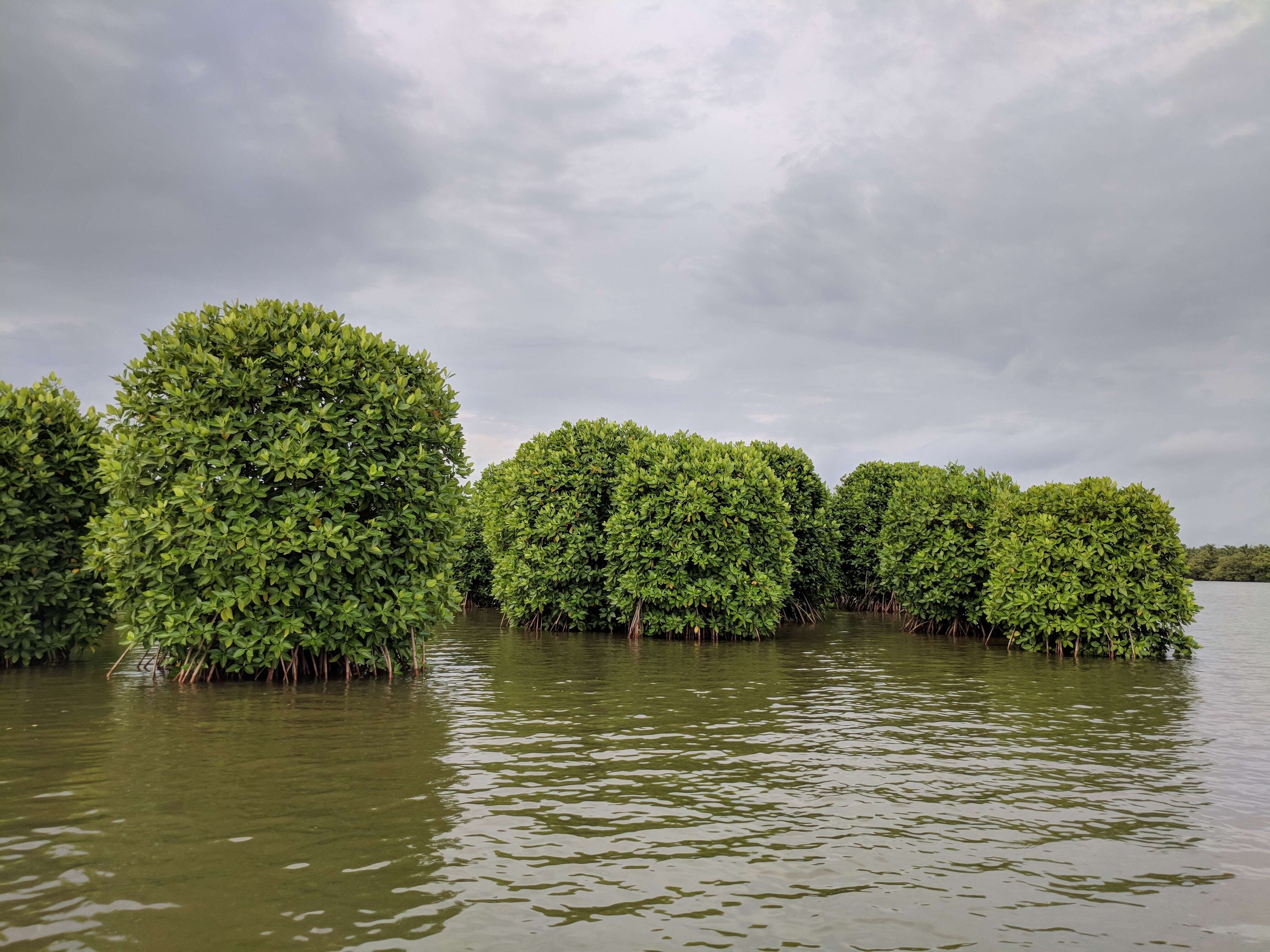 Image of Mangrove