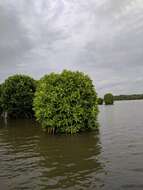 Image of Mangrove