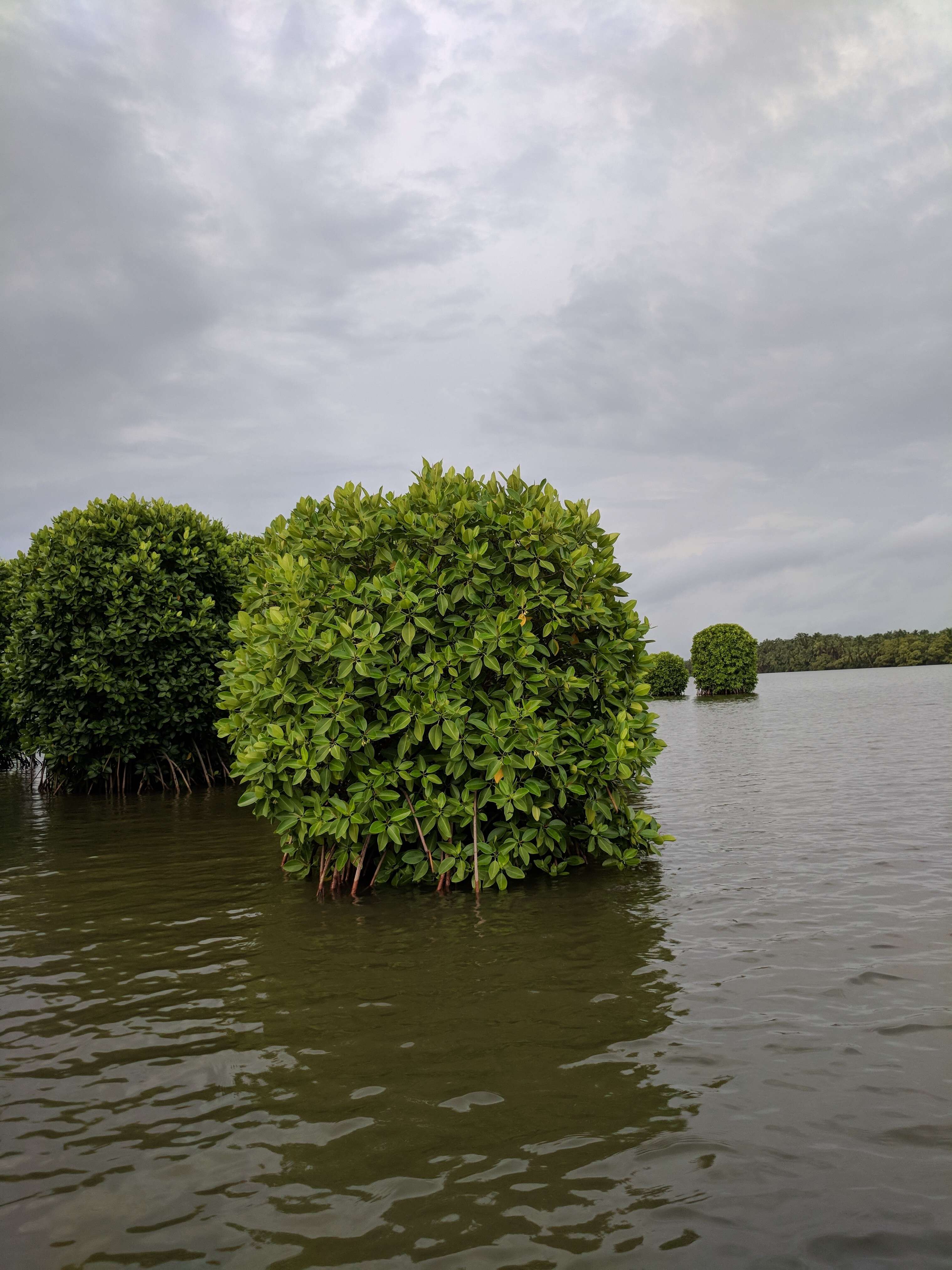 Image of Mangrove