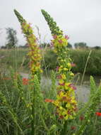 Verbascum nigrum L. resmi