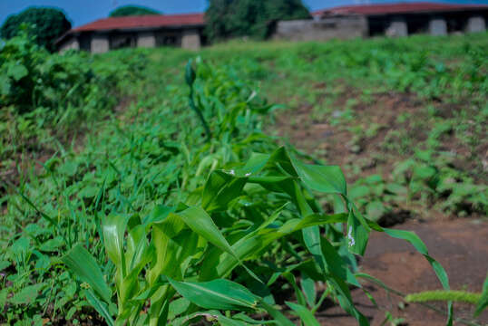 Image of corn