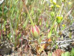 Imagem de Erodium macrophyllum Hook. & Arn.