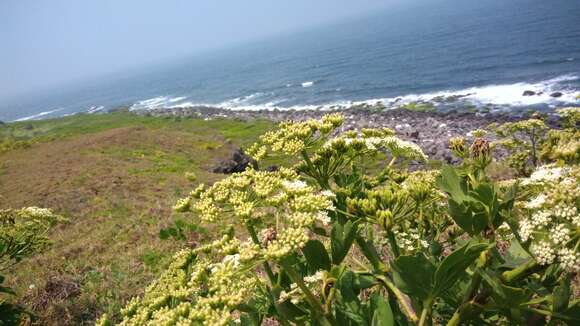 Image of Peucedanum japonicum Thunb.