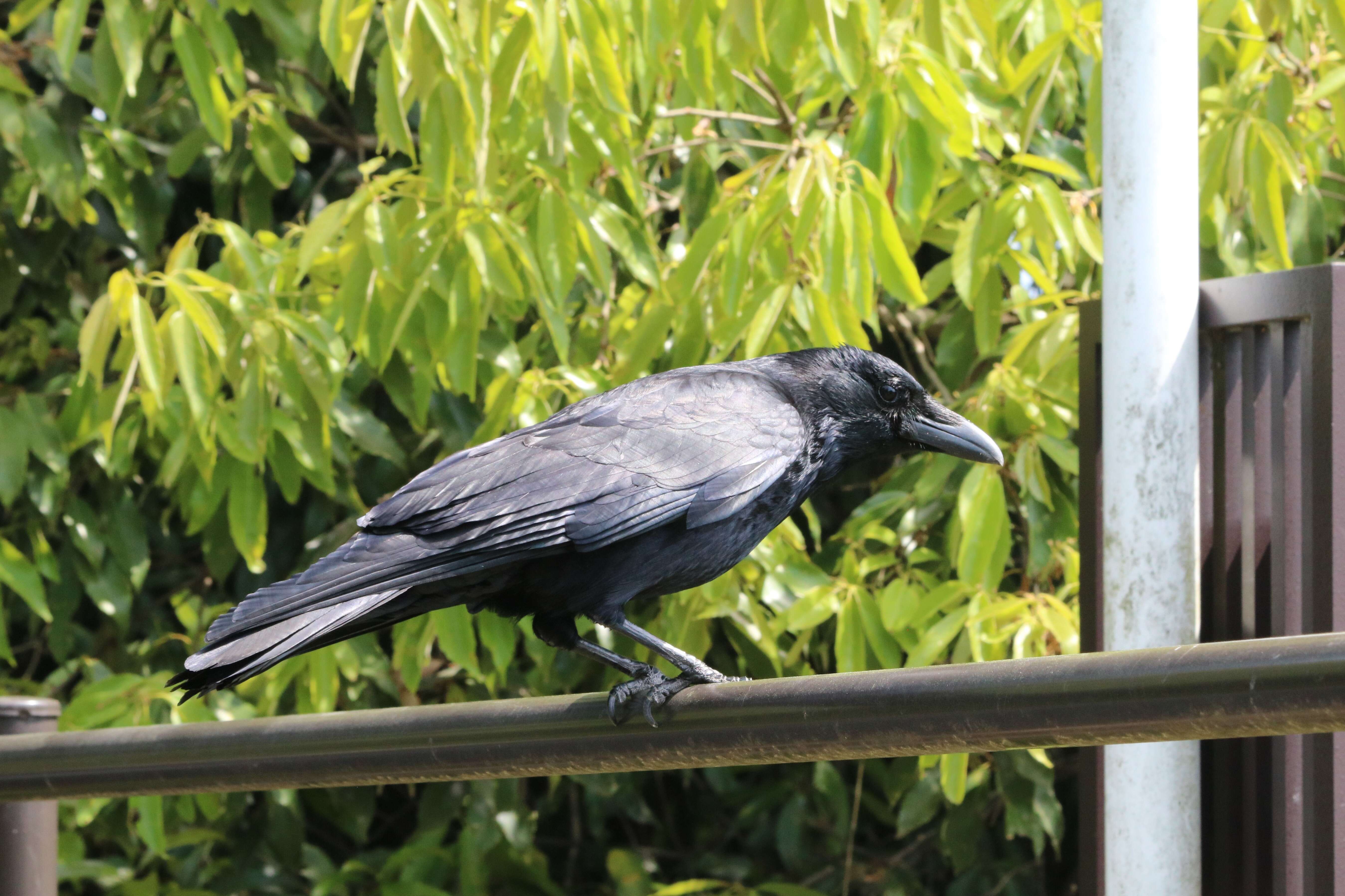 Image of Eastern Carrion Crow