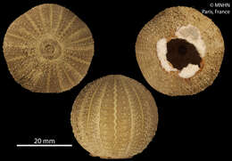 Sivun Amblypneustes ovum (Lamarck 1816) kuva