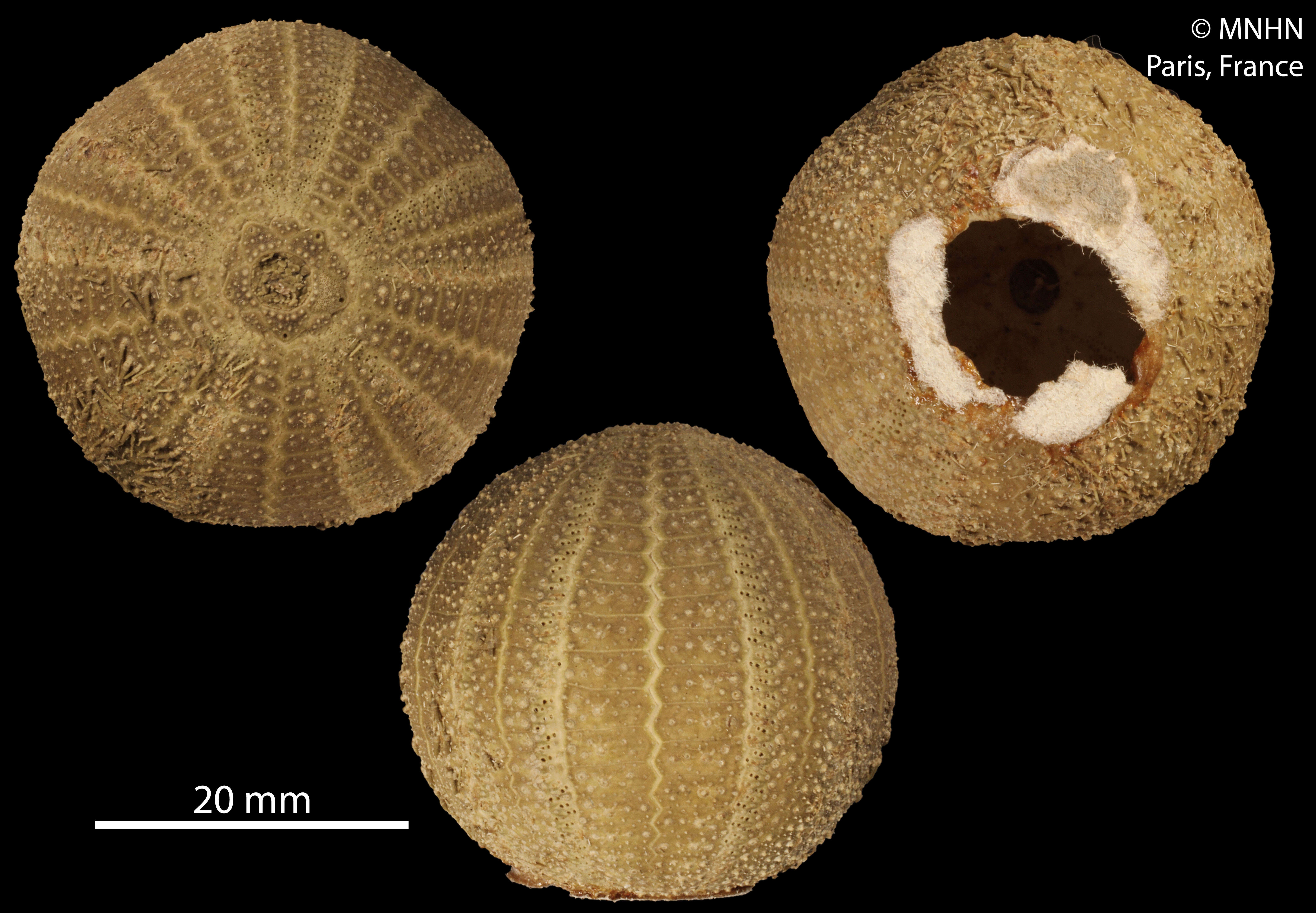 Sivun Amblypneustes ovum (Lamarck 1816) kuva