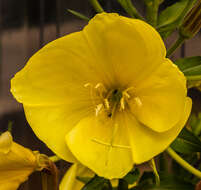 Imagem de Oenothera glazioviana M. Micheli