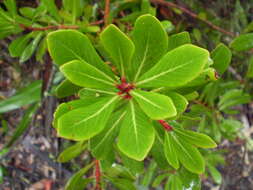 Image of Tasmannia