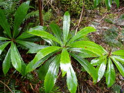 Image of Anopterus glandulosus Labill.