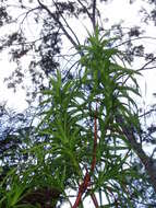 Image of Richea dracophylla R. Br.