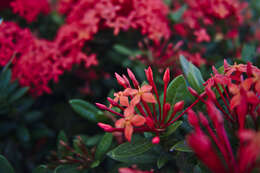 Image of ixora