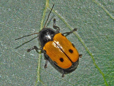 Image of Cryptocephalus trimaculatus