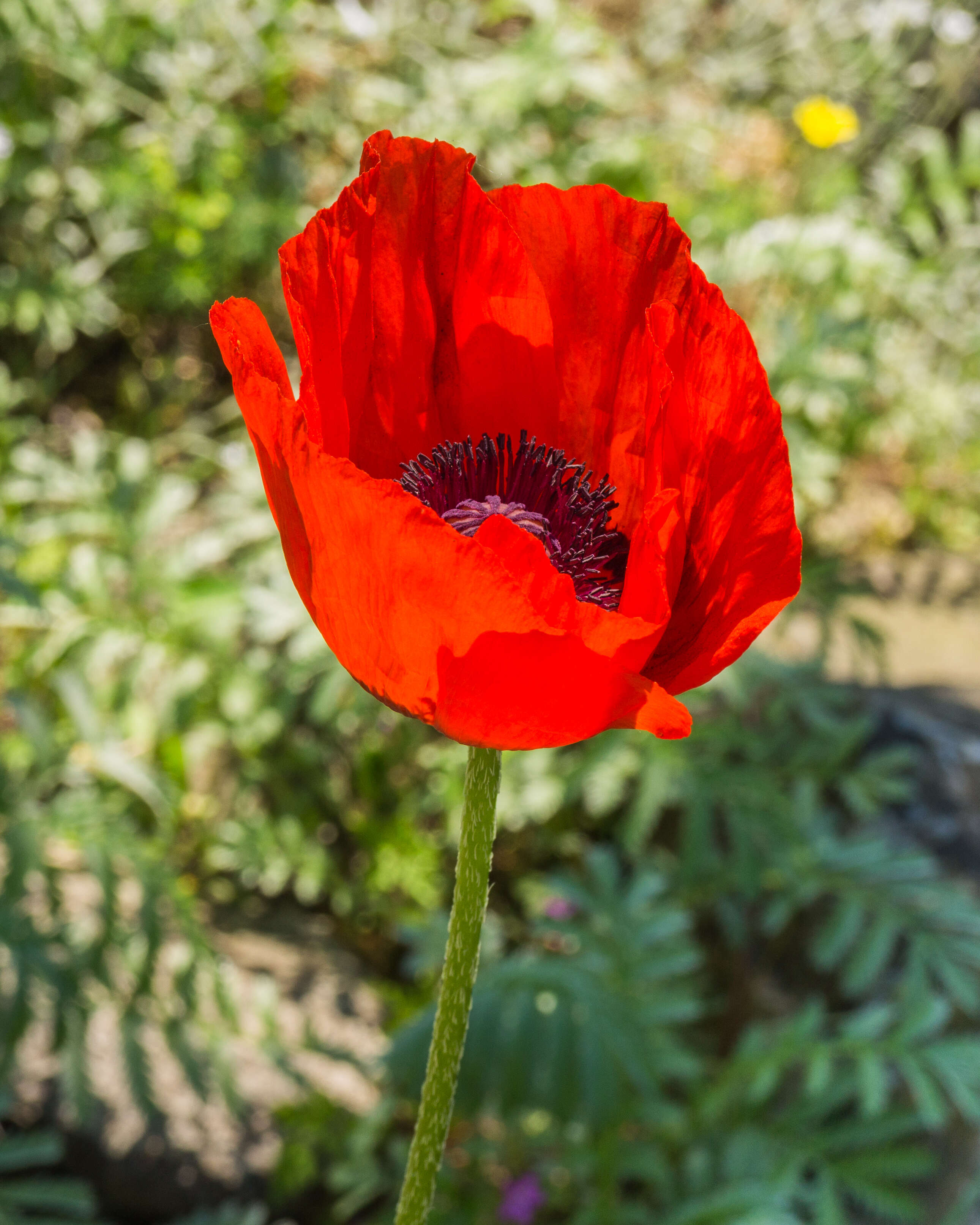 Image of Oriental poppy