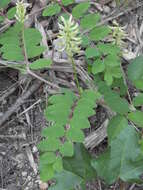 Image of licorice milkvetch