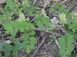 Image of licorice milkvetch