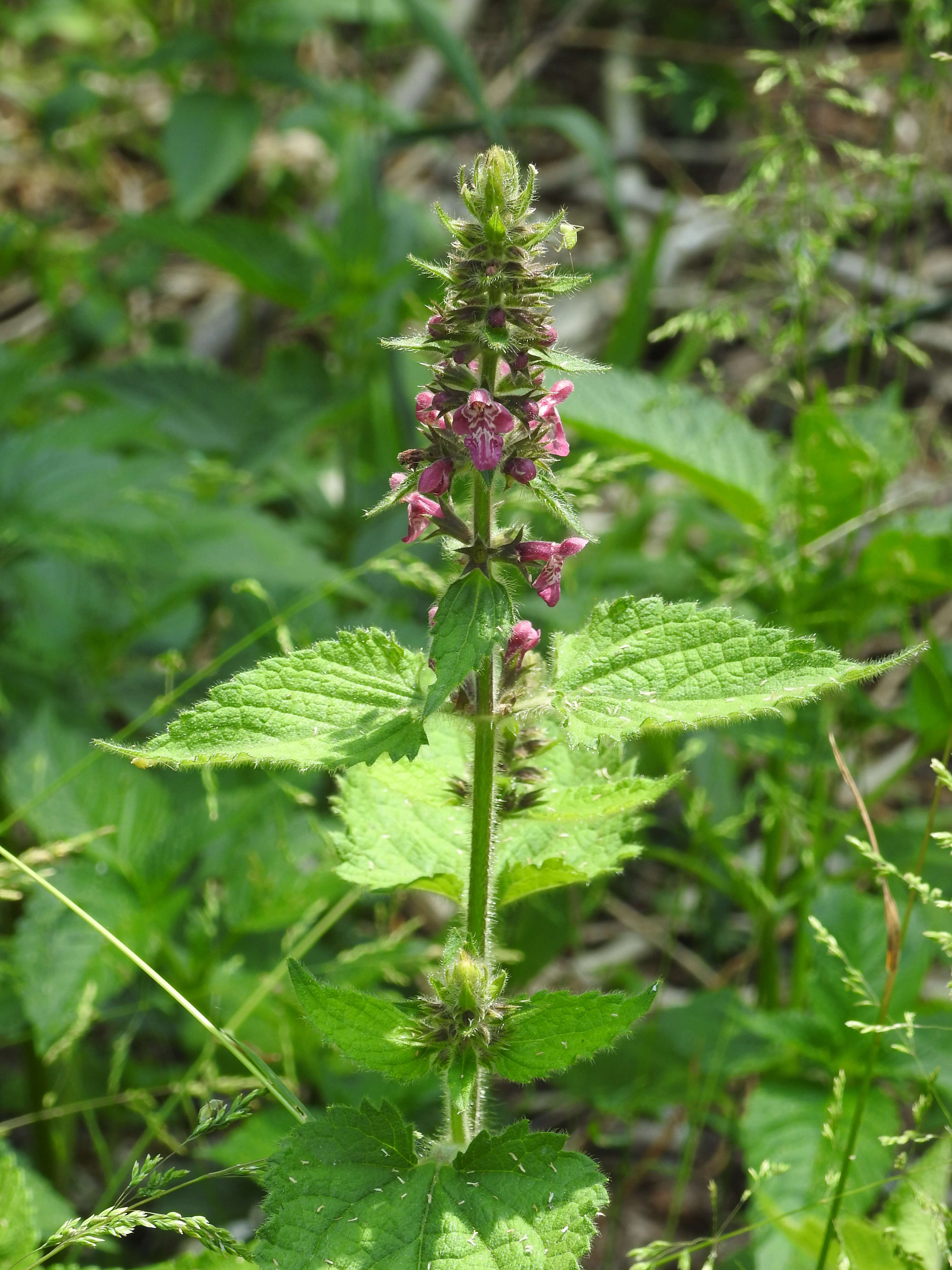 Image of hedge nettle