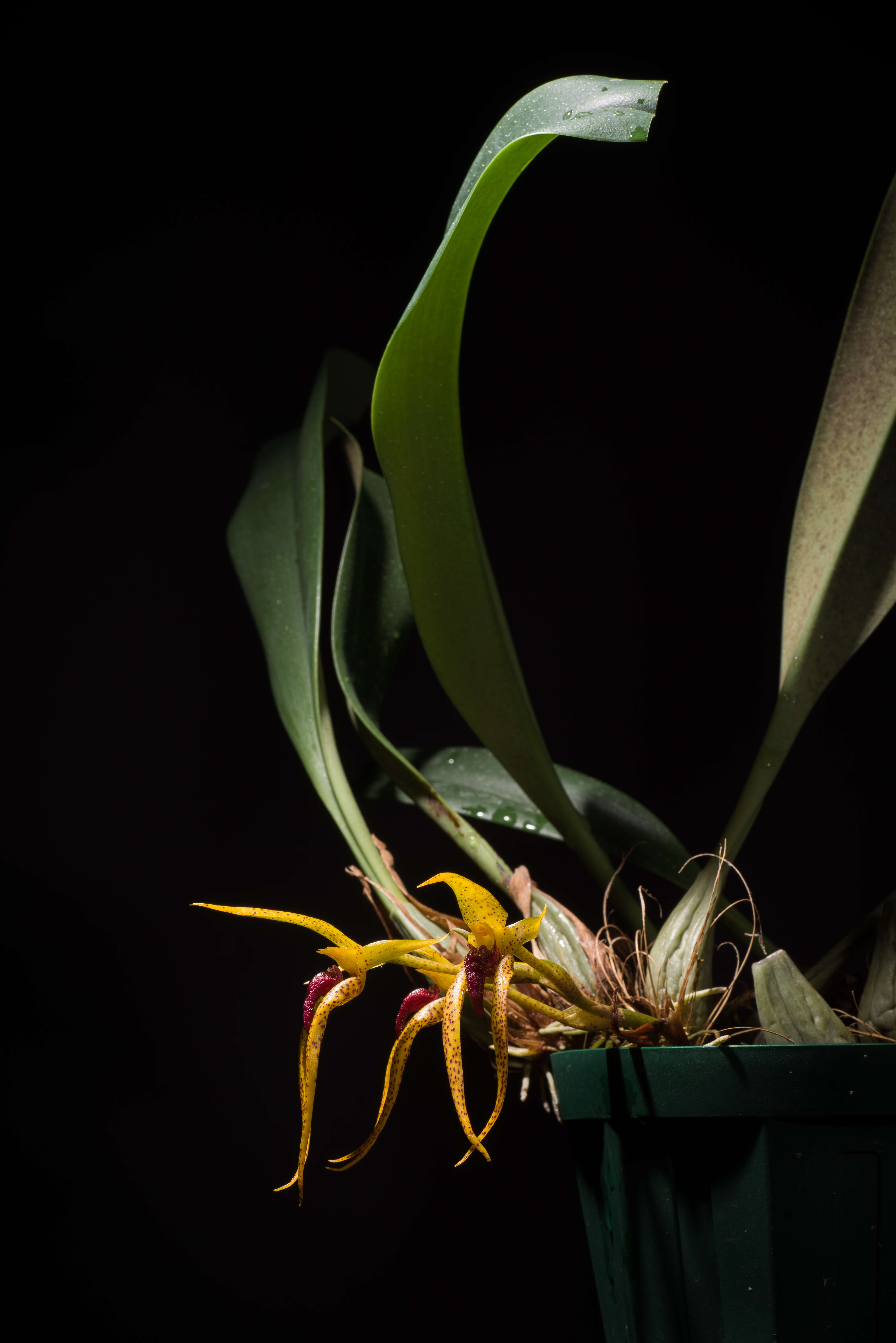 Image of Bulbophyllum recurvilabre Garay