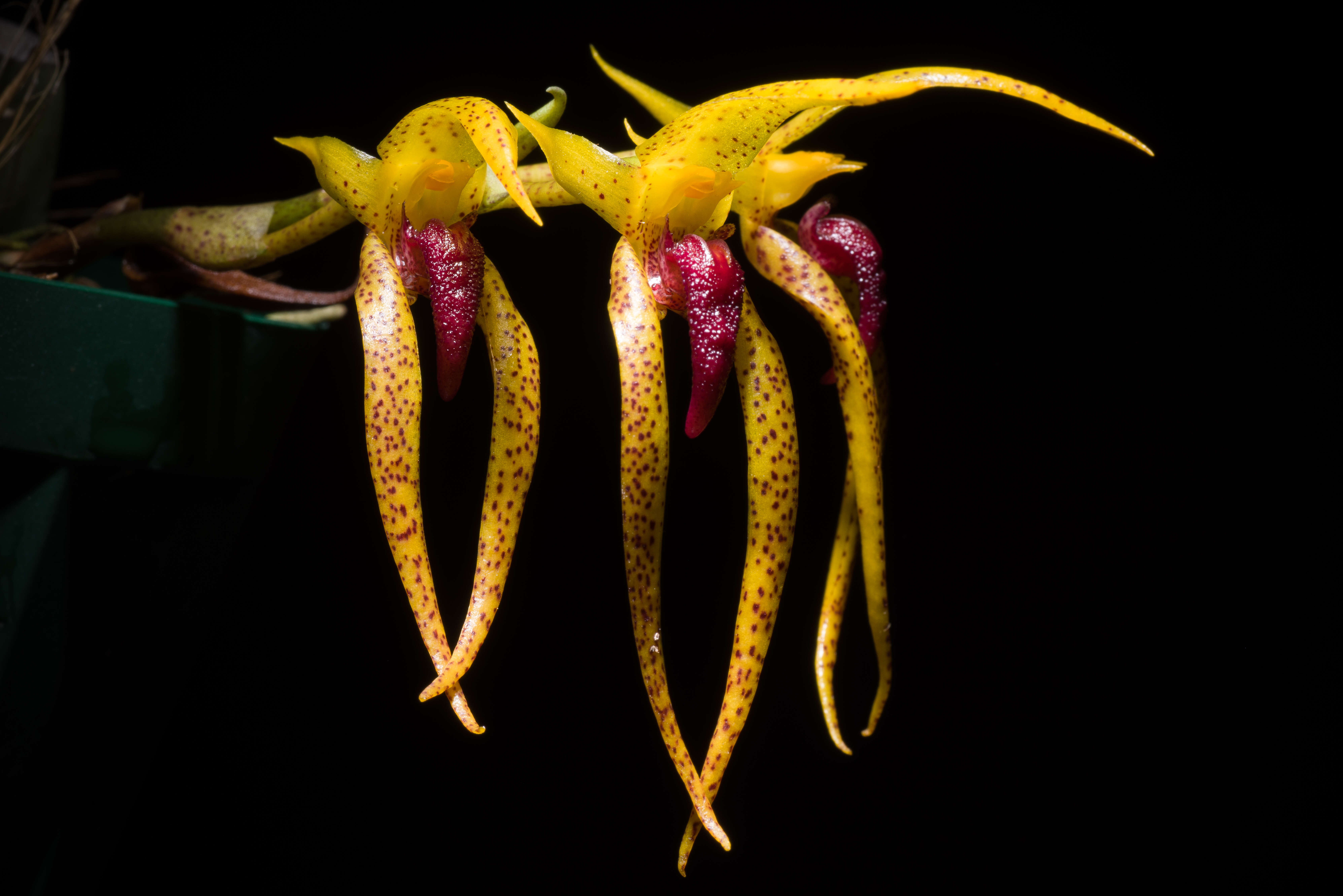 Image of Bulbophyllum recurvilabre Garay