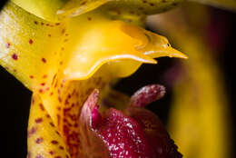 Image of Bulbophyllum recurvilabre Garay