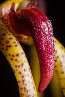 Image of Bulbophyllum recurvilabre Garay