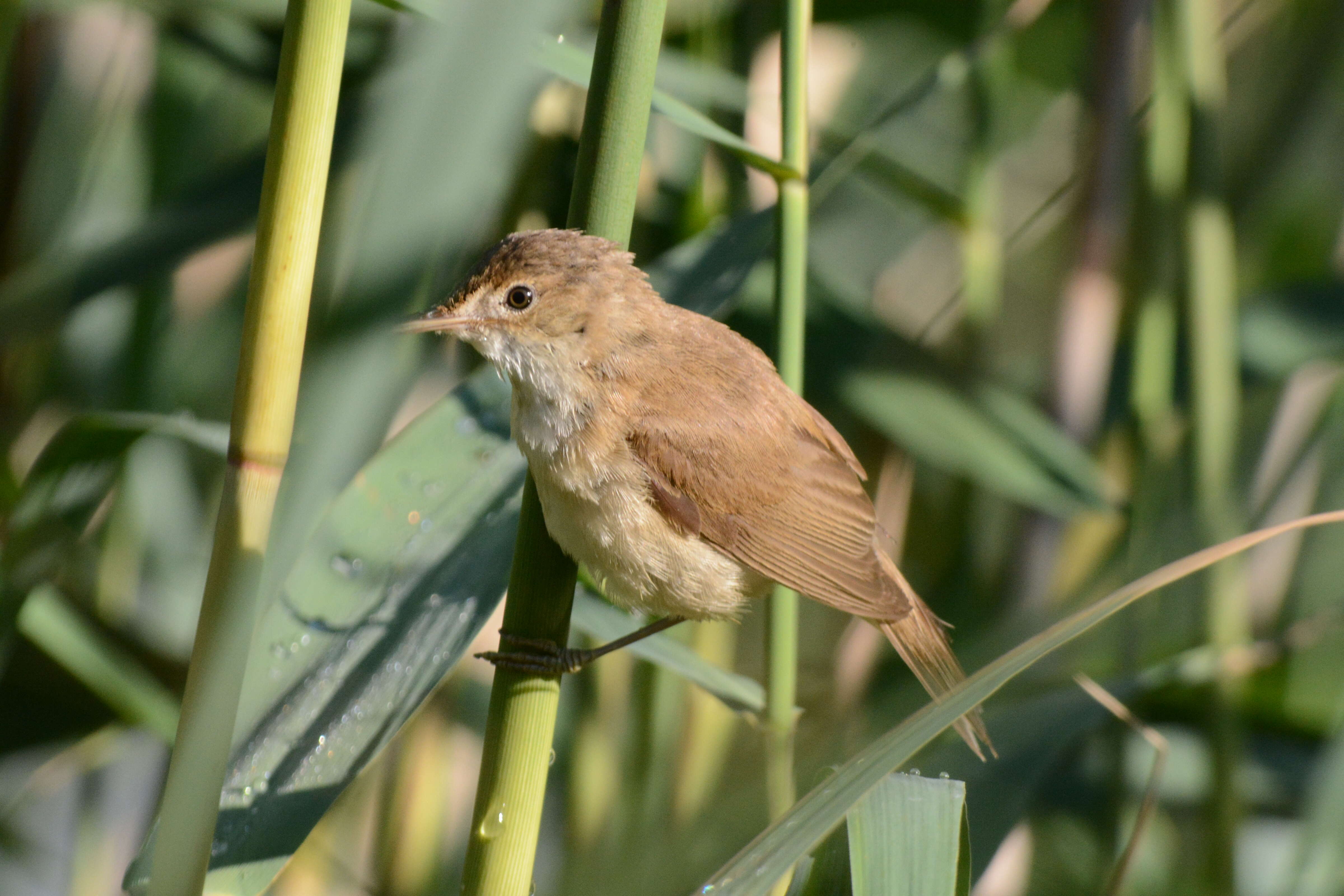 Image of Eurasian Reed Warbler