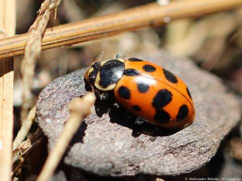 صورة Hippodamia tredecimpunctata (Linnaeus 1758)