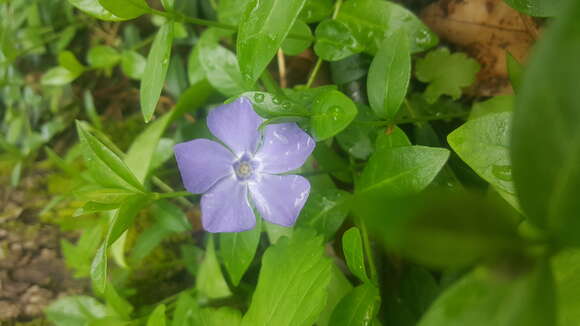 Image of Common Periwinkle