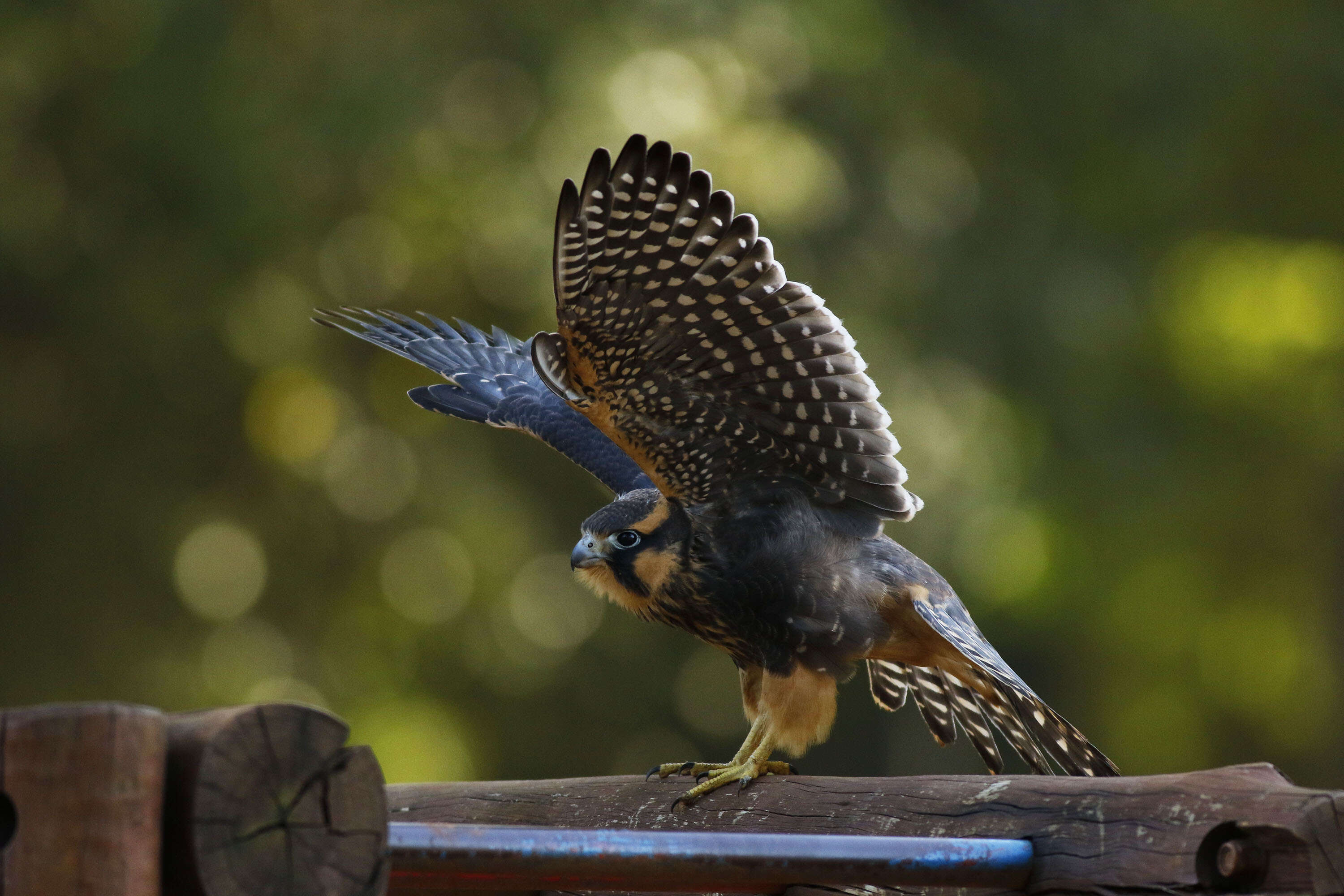 Plancia ëd Falco femoralis Temminck 1822