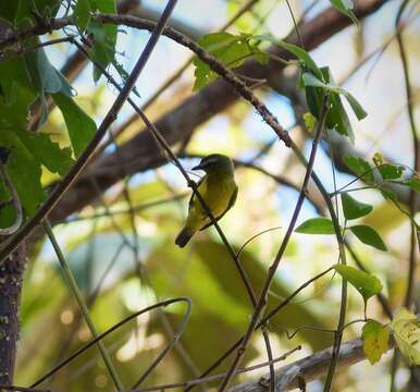 Image of Brown-capped Tyrannulet