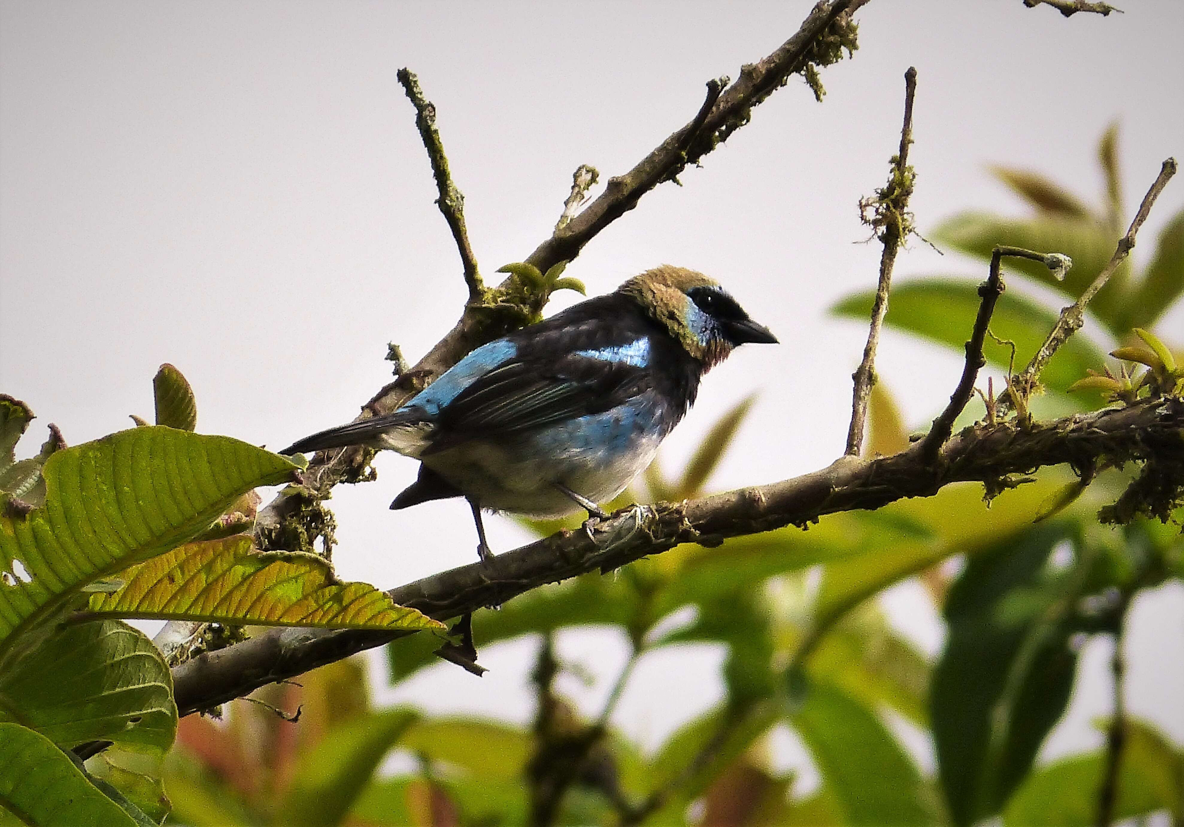 Image of Tangara larvata