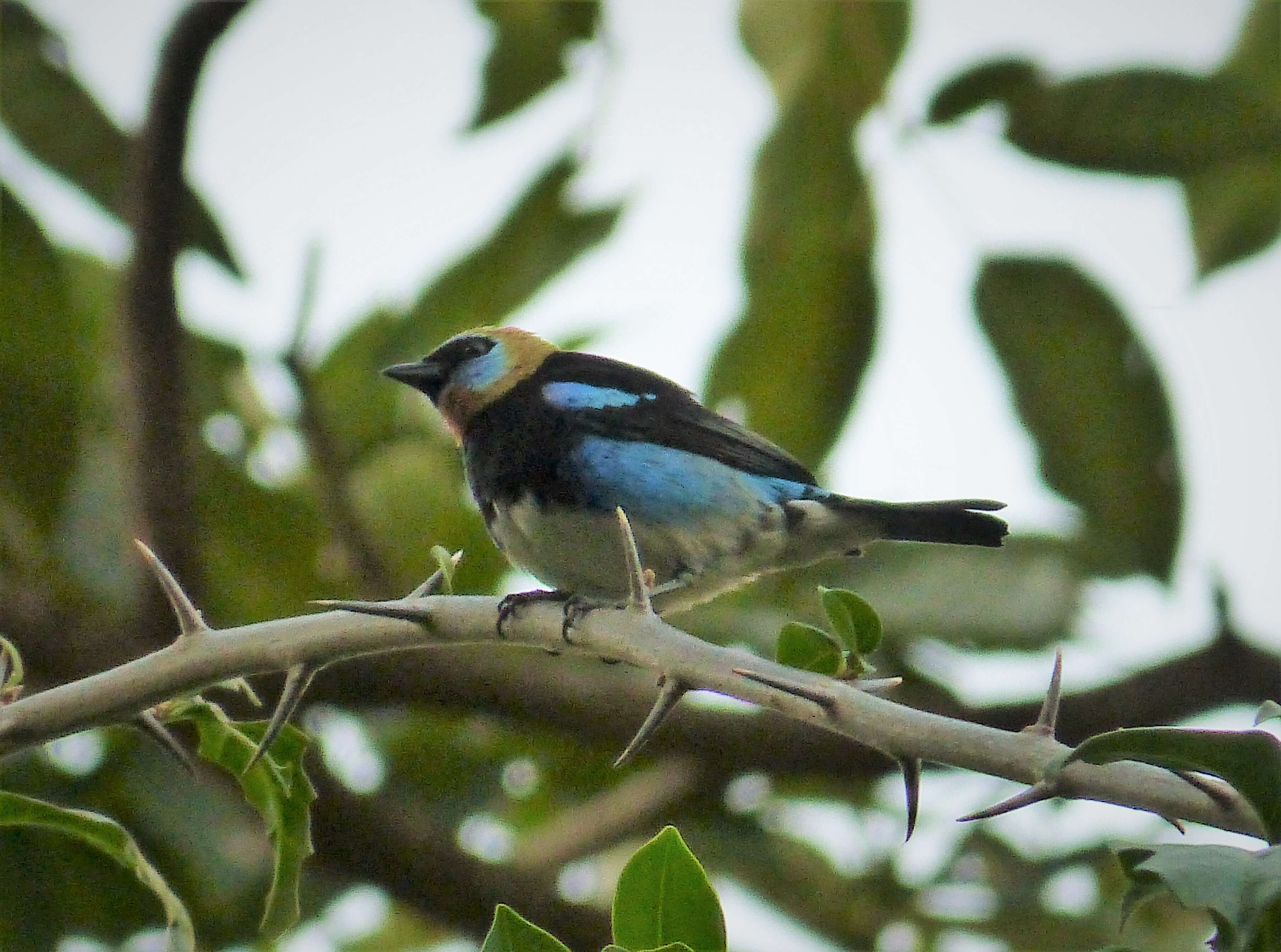 Image of Tangara larvata