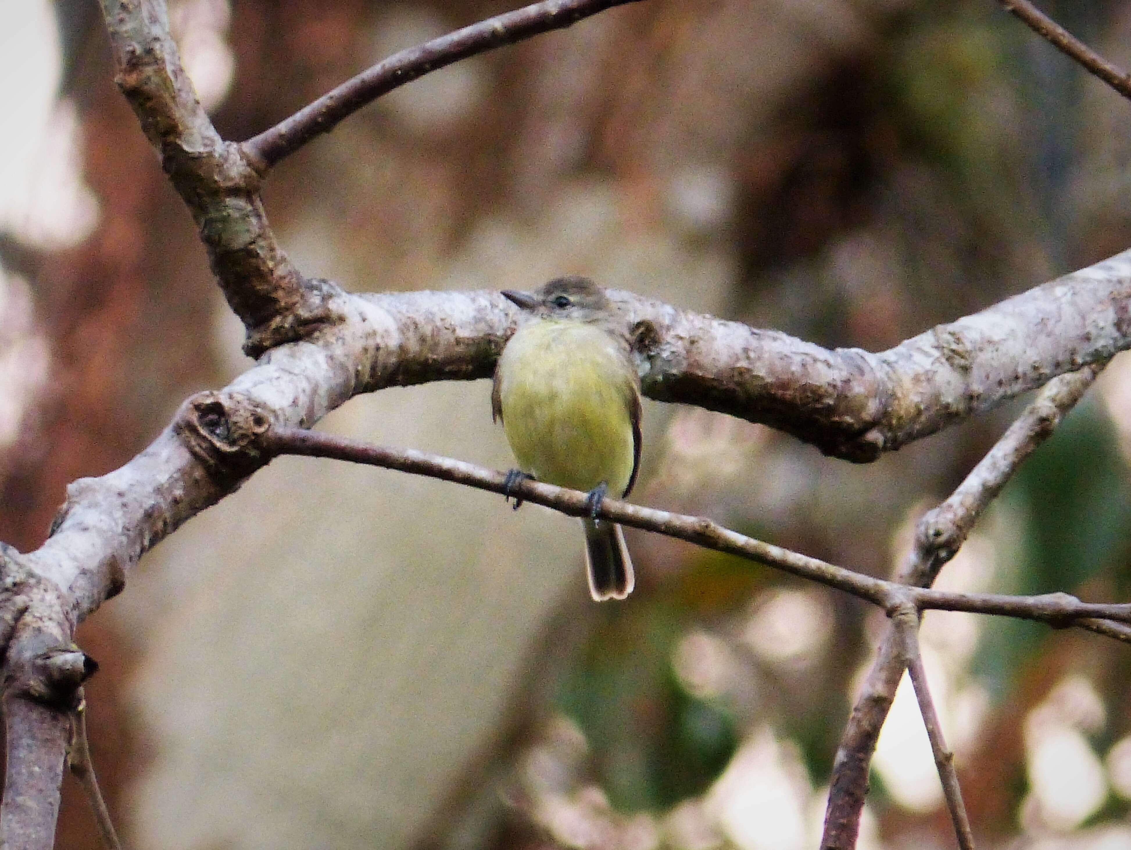 Image of Sepia-capped Flycatcher