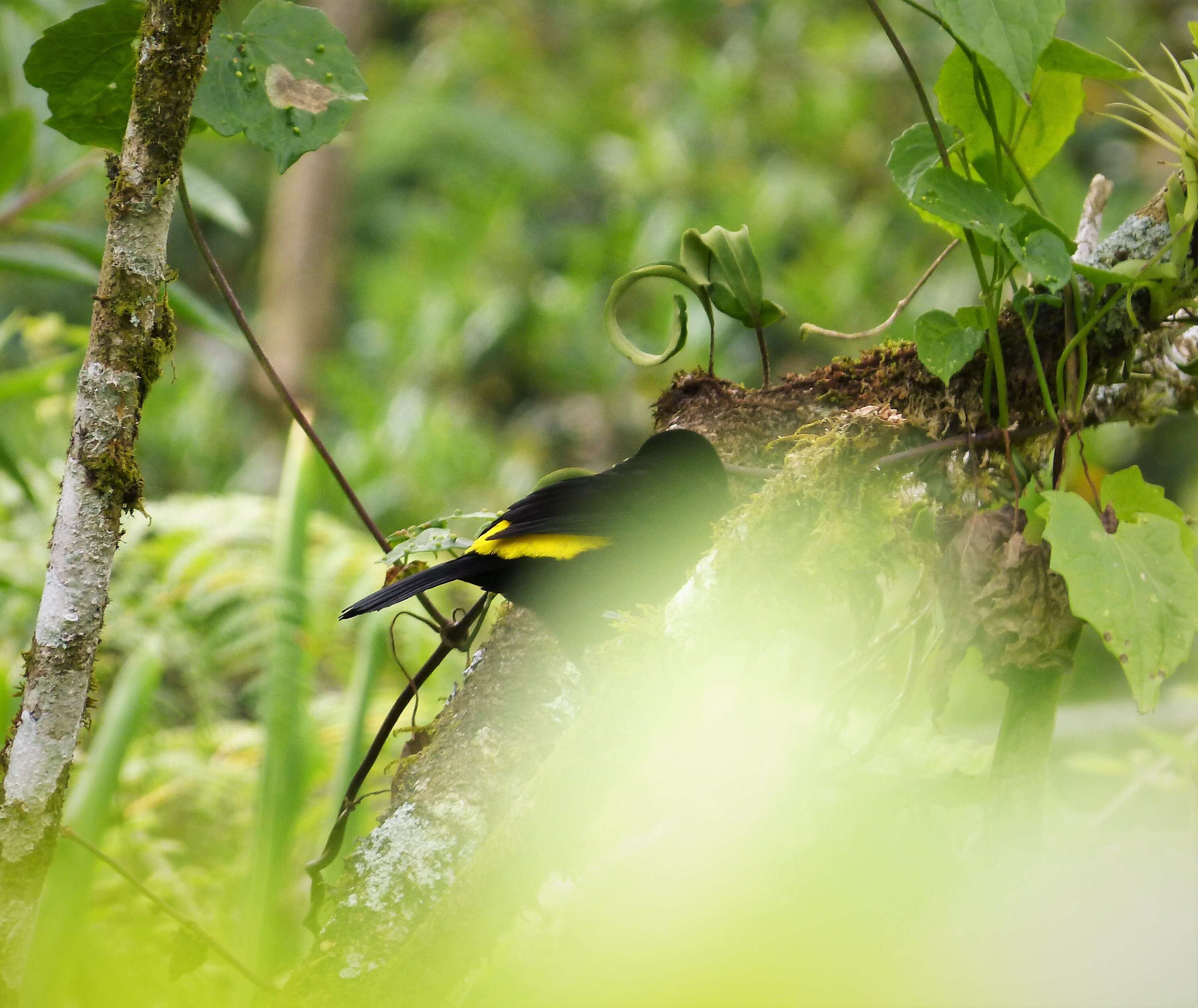 Image of Flame-rumped Tanager