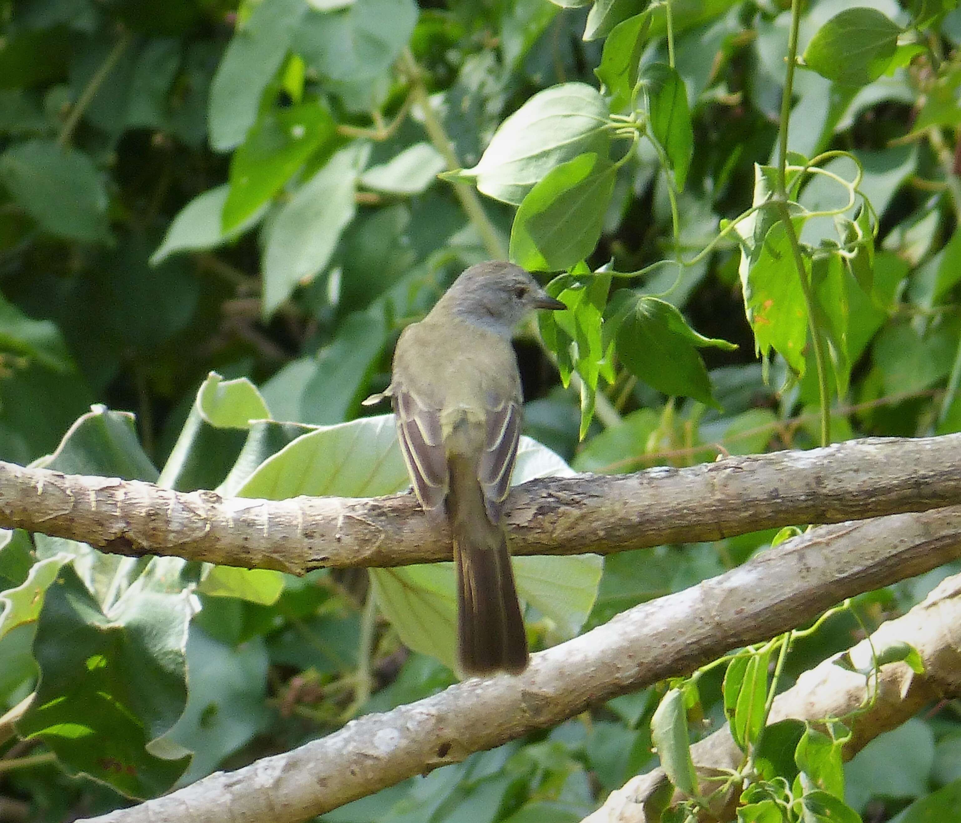 Image of Dusky-capped Flycatcher